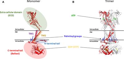 P2X7 in Cancer: From Molecular Mechanisms to Therapeutics